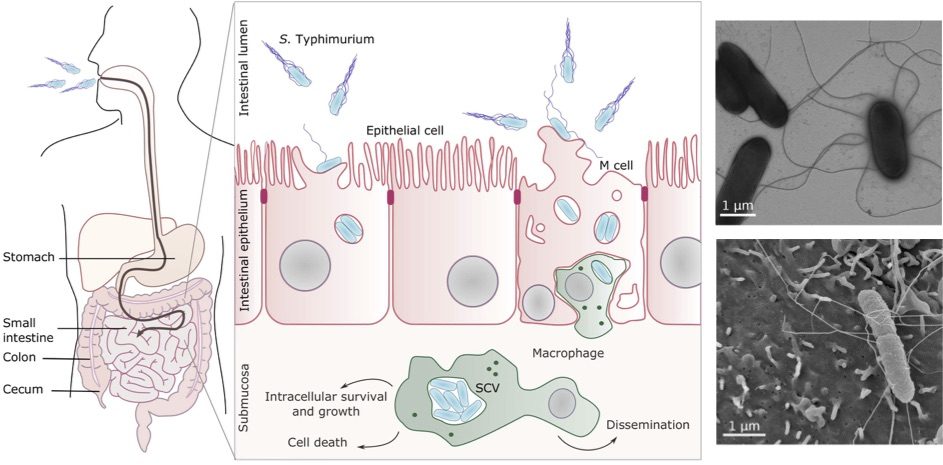 Schematic of intestinal colonisation