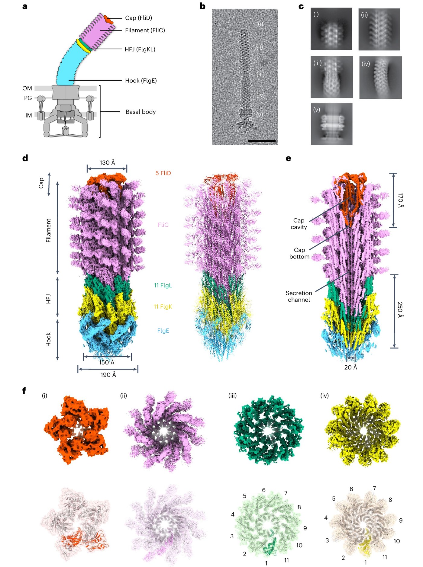 Fig. 1 of Einenkel, Qin et al. 2025, Nature Microbiology