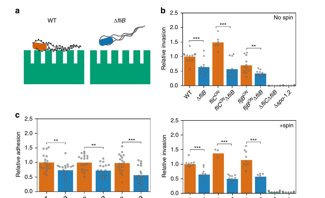 Fig. 4 of Horstmann et al. 2020, Nature Communications