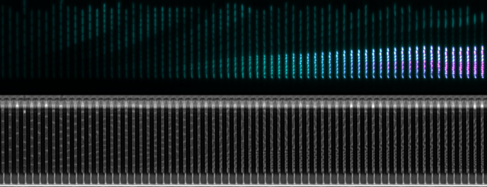 Kymograph of mother-machine channels