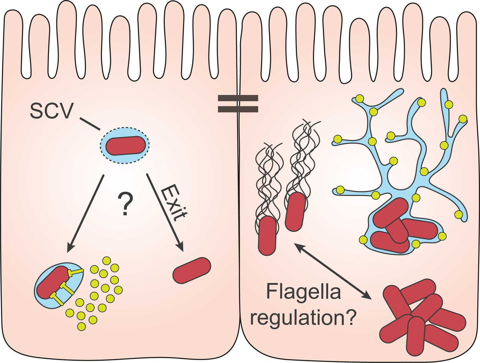 Schematic of Salmonella in a host cell