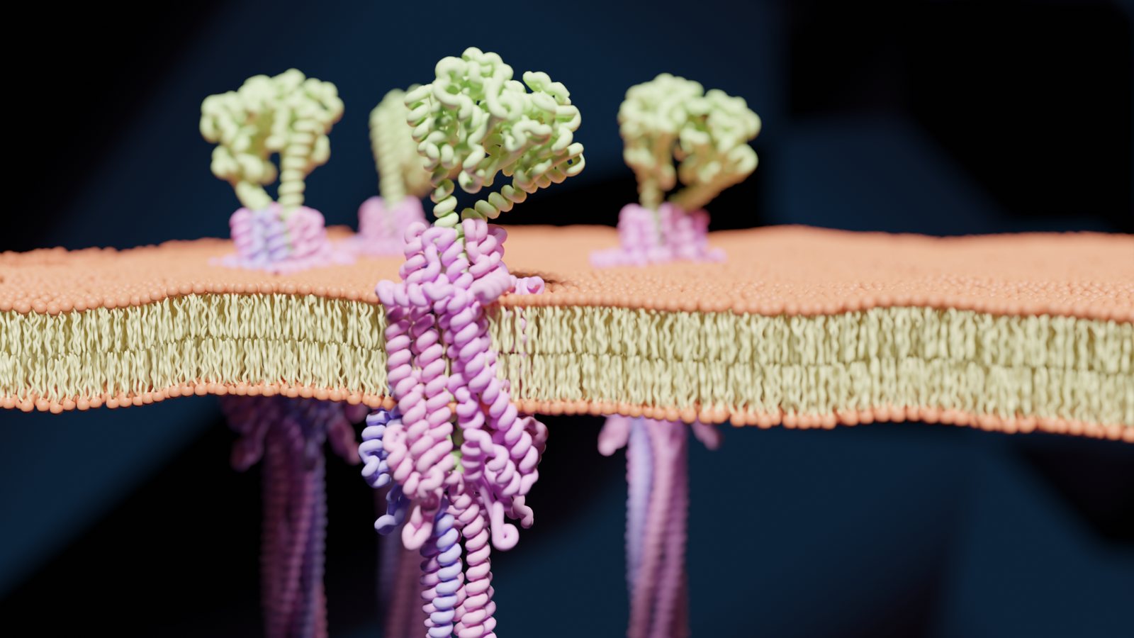 Rendering of ZorAB complexes in a membrane