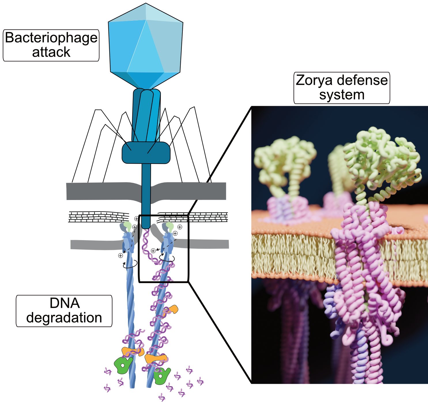 Schematic of a phage attacking a cell with Zorya