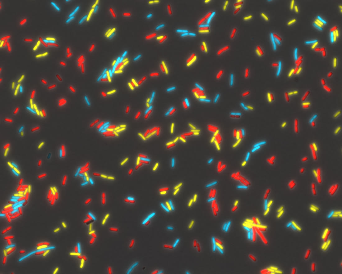 Bacteria with different fluorescent proteins